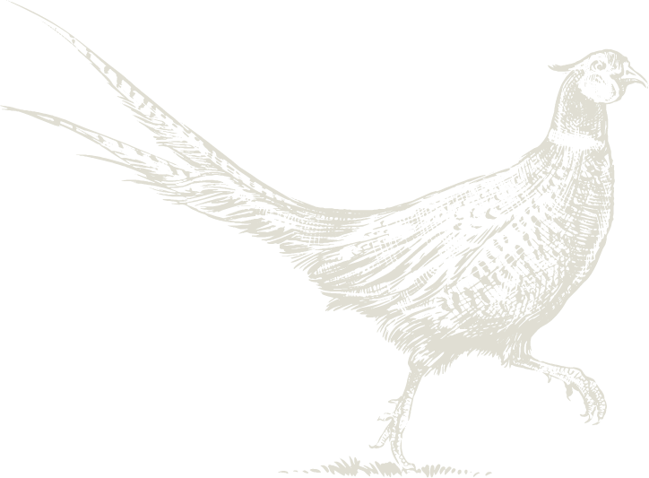 graphic_pheasant